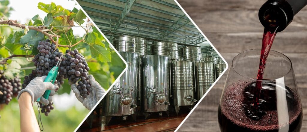 From Grape to Glass: Our Winemaking Journey