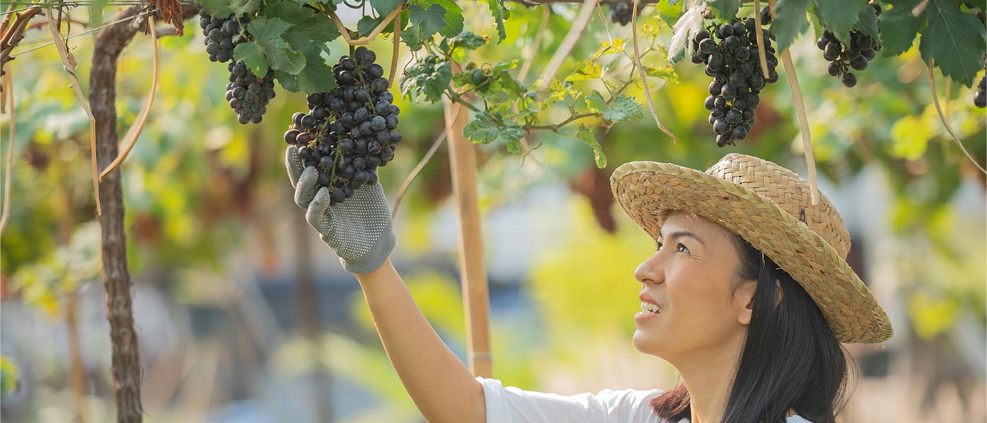Sustainable Viticulture: Caring for the Environment