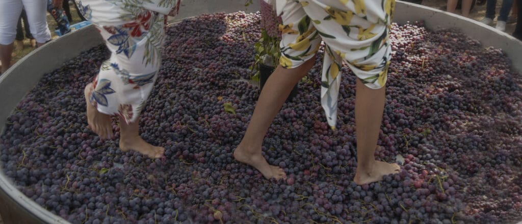 grape stomping