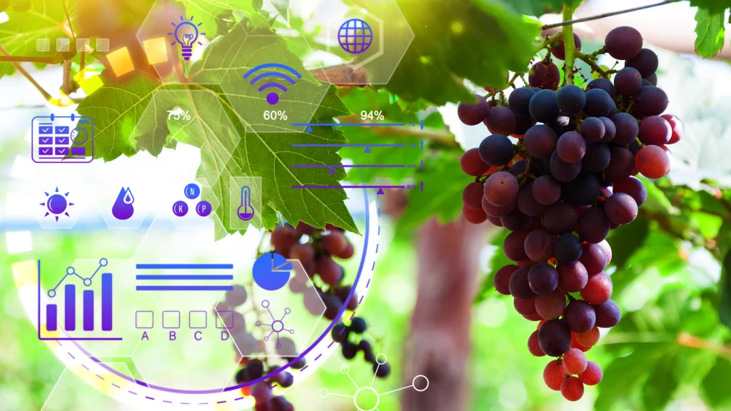 The Science of When to Harvest: Getting Wine Just Right