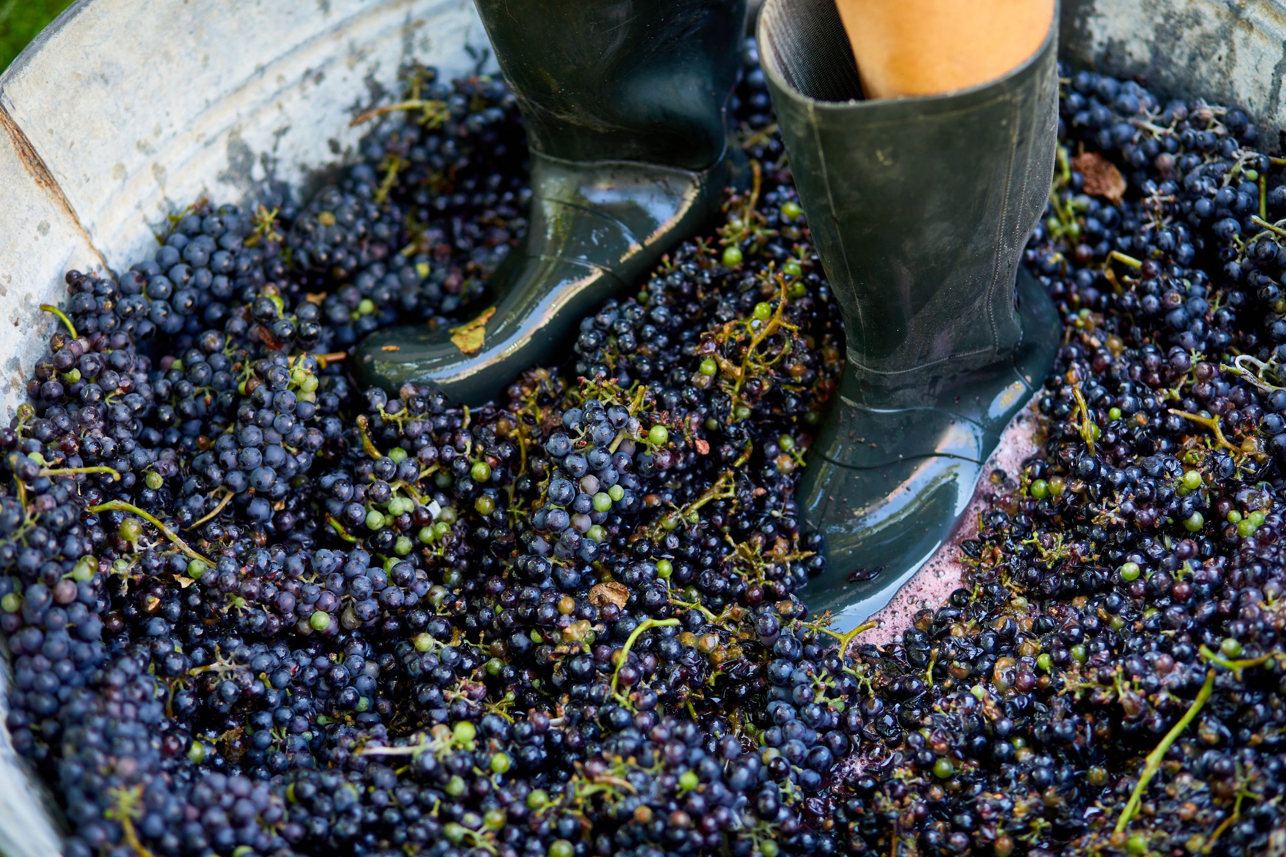 How Rico balances tradition & innovation in winemaking
